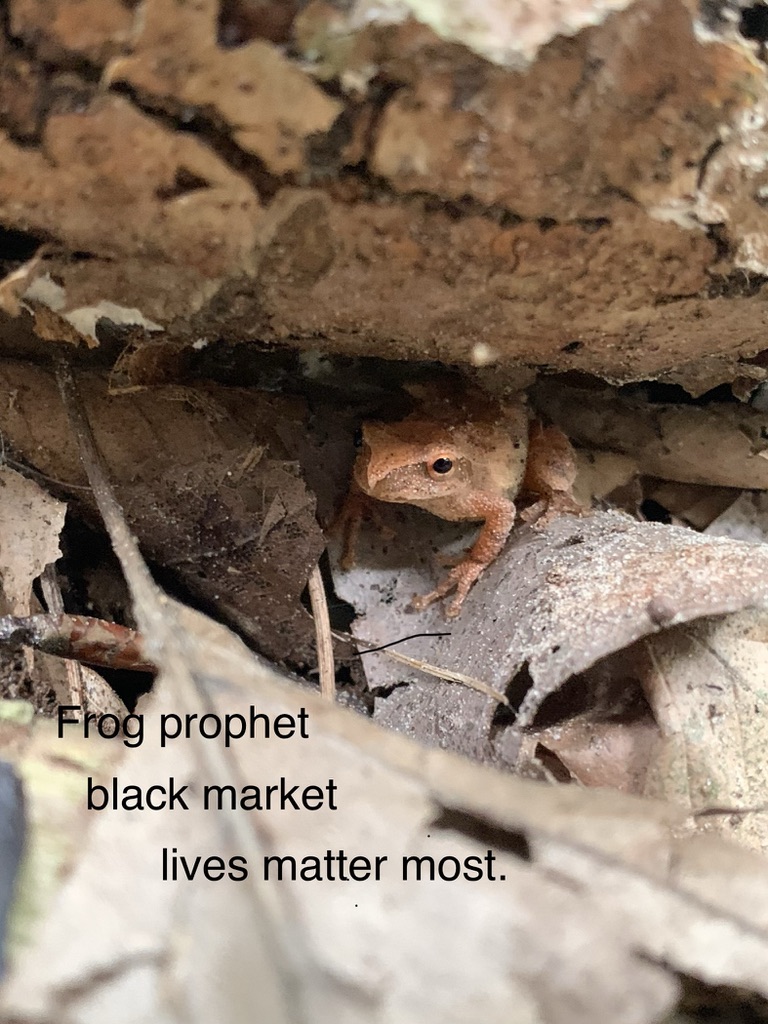 Frog Prophet: black market