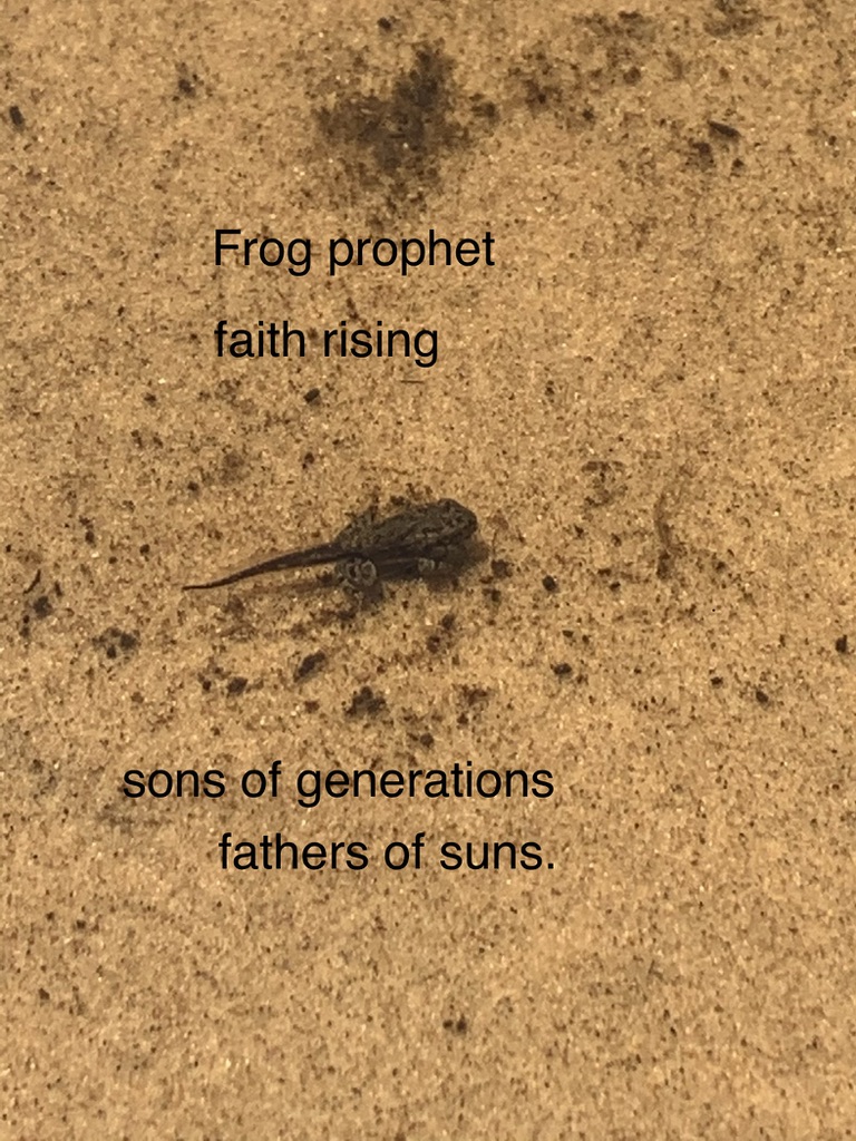 Frog Prophet: faith rising