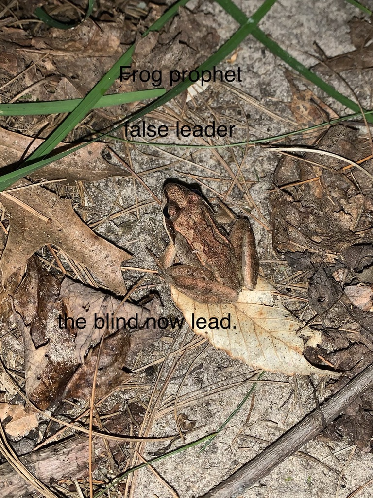 Frog Prophet: false leader