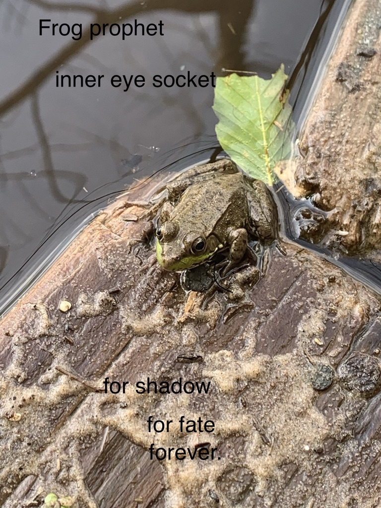 Frog Prophet: inner eye socket