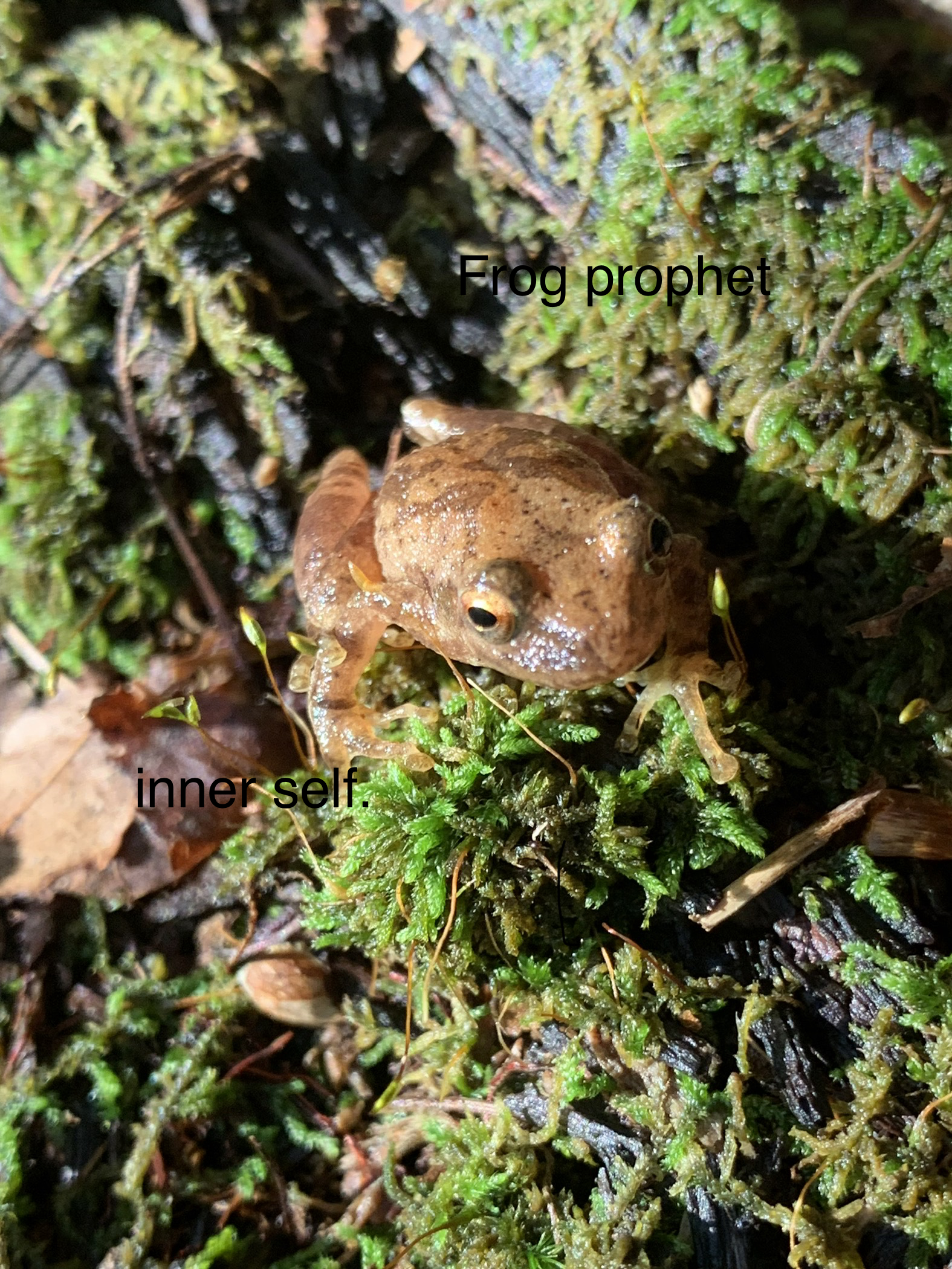 A small brown frog among moss and leaves.