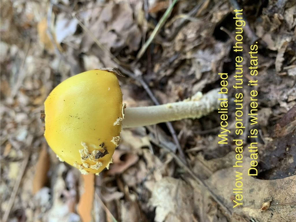 A yellow mushroom with its Phoem.